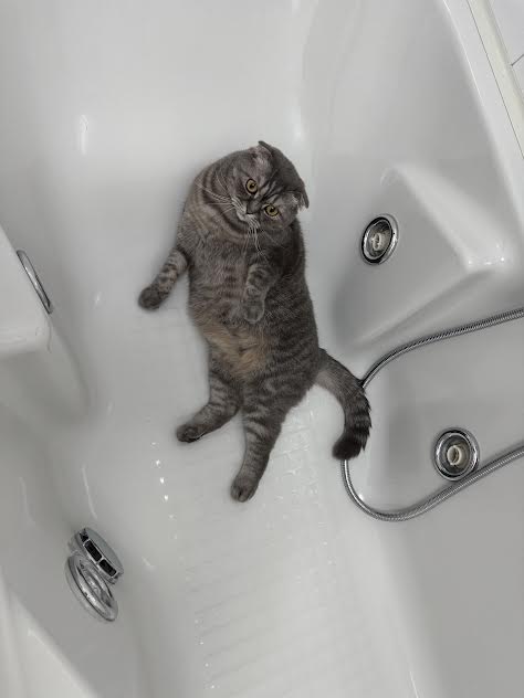 Il mio gatto